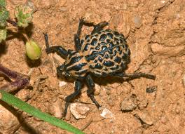 Image result for Brachycerus undatus