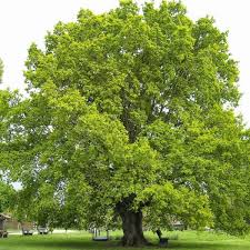 Attēlu rezultāti vaicājumam “Phellodendron amurense”