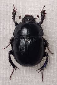 Attēlu rezultāti vaicājumam “Geotrupes stercorarius”