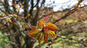 Attēlu rezultāti vaicājumam “Cercidiphyllum japonicum fruit”