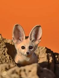 Attēlu rezultāti vaicājumam “Vulpes zerda”