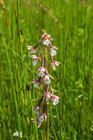 Attēlu rezultāti vaicājumam “Epipactis palustris”