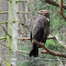 Attēlu rezultāti vaicājumam “Aquila pomarina”