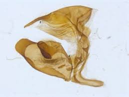 Attēlu rezultāti vaicājumam “Carcharodus floccifera upperside”