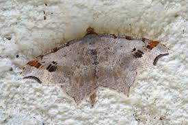 Attēlu rezultāti vaicājumam “Macaria alternata”