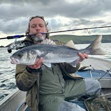 Image result for Dicentrarchus labrax