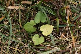 Attēlu rezultāti vaicājumam “Viola rupestris leaf”
