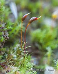 Attēlu rezultāti vaicājumam “Dicranella varia”