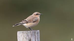 Attēlu rezultāti vaicājumam “Oenanthe oenanthe juvenile”