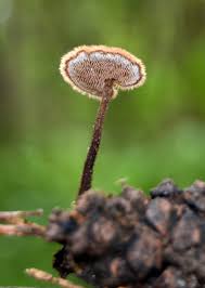 Attēlu rezultāti vaicājumam “Auriscalpium vulgare”