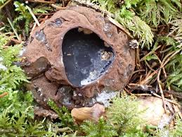 Attēlu rezultāti vaicājumam “Sarcosoma globosum”