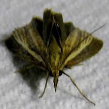 Attēlu rezultāti vaicājumam “Agriphila tristella”