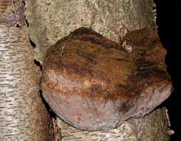 Attēlu rezultāti vaicājumam “Phellinus nigricans”