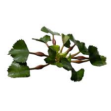 Attēlu rezultāti vaicājumam “Trapa natans leaf”