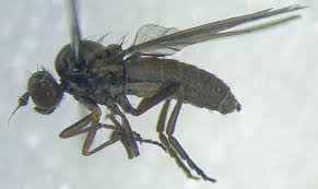 Attēlu rezultāti vaicājumam “Agathomyia wankowiczii”