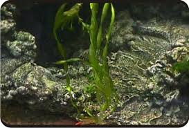 「扭蘭」的圖片搜尋結果