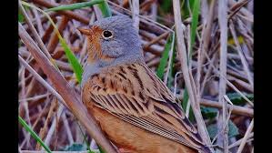 Image result for Emberiza caesia
