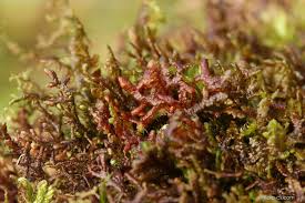 Attēlu rezultāti vaicājumam “Frullania tamarisci”