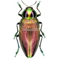 Attēlu rezultāti vaicājumam “Buprestidae”