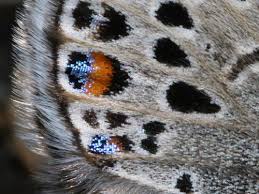 Attēlu rezultāti vaicājumam “Vacciniina optilete underside”