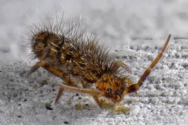 Attēlu rezultāti vaicājumam “Orchesella sp.”