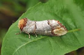 Attēlu rezultāti vaicājumam “Phalera bucephala”