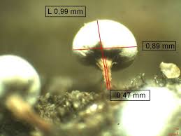 Attēlu rezultāti vaicājumam “Diderma rufostriatum”