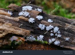 Attēlu rezultāti vaicājumam “Ceratiomyxa fruticulosa”