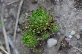 Attēlu rezultāti vaicājumam “Jovibarba globifera fruit”