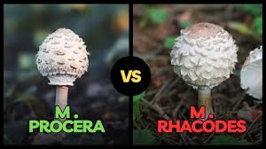 Attēlu rezultāti vaicājumam “Macrolepiota rhacodes”