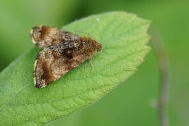 Attēlu rezultāti vaicājumam “Panemeria tenebrata”