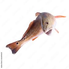 Image result for Sciaenops ocellatus