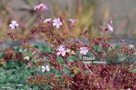 Attēlu rezultāti vaicājumam “Geranium robertianum flower”