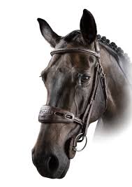 Image result for scheuklappen