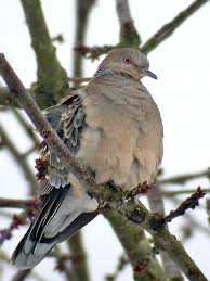 Image result for Streptopelia orientalis