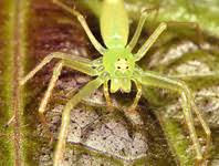 Attēlu rezultāti vaicājumam “Symmorphus sp.”