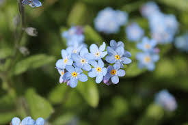Attēlu rezultāti vaicājumam “Myosotis stricta”