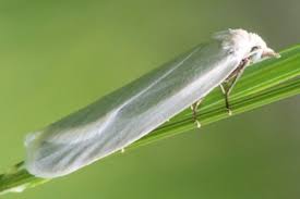 Attēlu rezultāti vaicājumam “Eana argentana”