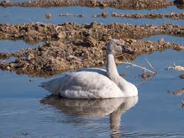 Attēlu rezultāti vaicājumam “Cygnus columbianus”