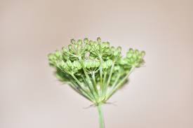 Attēlu rezultāti vaicājumam “Cnidium dubium”