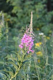 Image result for Weidenröschen