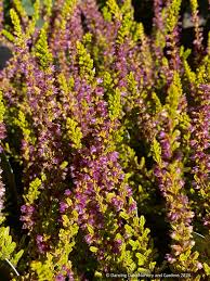 Attēlu rezultāti vaicājumam “Calluna vulgaris flower”