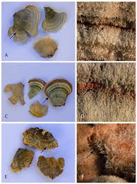 Attēlu rezultāti vaicājumam “Stereum fasciatum”