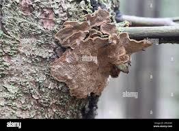 Attēlu rezultāti vaicājumam “Phellinus chrysoloma”