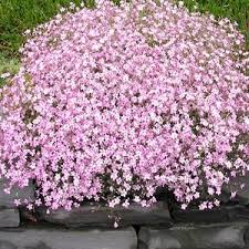Image result for Gypsophila elegans