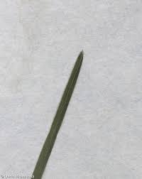 Attēlu rezultāti vaicājumam “Sesleria caerulea fruit”