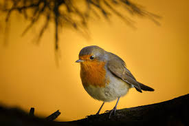Attēlu rezultāti vaicājumam “Erithacus rubecula adult”