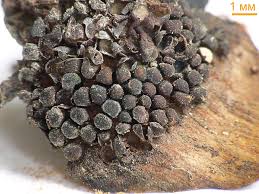 Attēlu rezultāti vaicājumam “Pucciniastrum areolatum”