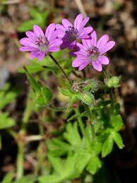 Attēlu rezultāti vaicājumam “Geranium molle”