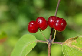 Attēlu rezultāti vaicājumam “Lonicera xylosteum fruit”